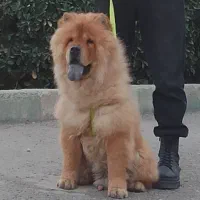 واگذاری توله چاو چاو