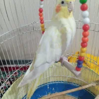 عروس هلندی لوتینو نر