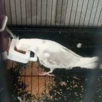 عروس مولد ایزابلا وایت فیس|پرنده|سهند, |دیوار