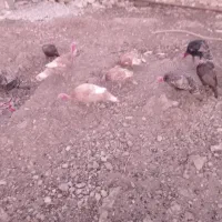 بوقلمون