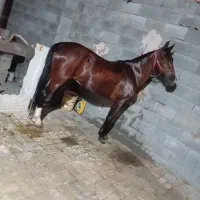 اسب مادیان دره شوری