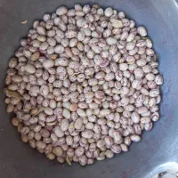 چیتی عمده لوبیا