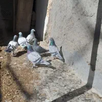 سه جفت المانی خوب