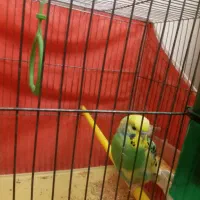 مرغ عشق دستی