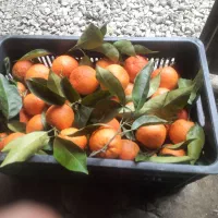 نارنج محلی کوهپایه آبدار تازه چین برگی