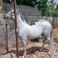 نریان کورد