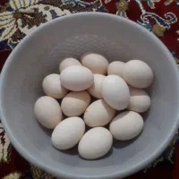 فروش تخم مرغ