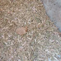 کاه لوبیا و سفید|لوازم جانبی حیوانات|زنده رود, |دیوار