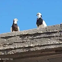 فروش کبوترطوقی پاپر