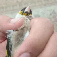 سهره بلند کوتاه میخونه