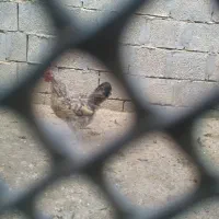 خروس گردن لخت و مرغ گناوه|حیوانات مزرعه|بندر گناوه, |دیوار