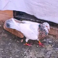 جفت یهودی هفترنگ
