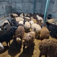 بره .میش .بزغاله