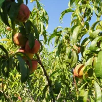 اجاره-سالیانه-زمین-کشاورزی