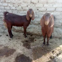 بز مری|حیوانات مزرعه|هامون, |دیوار