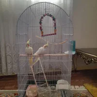 عروس هلندی لوتینو جفت باقفس فوری