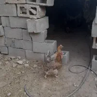 مرغ محلی اصل