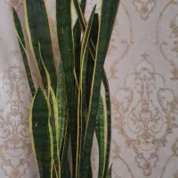 سانسوریا لب طلایی بسیار سالم، شاداب وسرحال