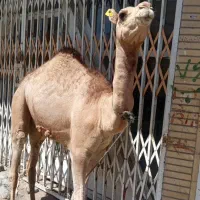 گوشت بچه شتر امروز