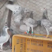 تعداد۱۸عددهفرنگ