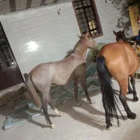 اسب نژاد دار