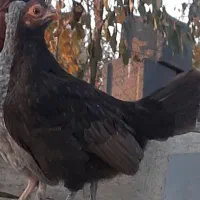 مرغ و خروس جوان جثه ریز