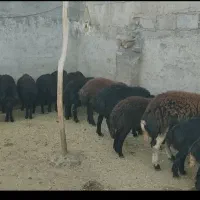بره غزل
