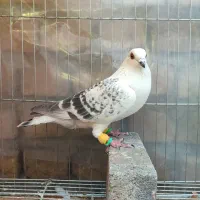 شامی و کرمونی وساده و سوسکی وکله دم سرخ و زرد ماده