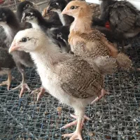 جوجه مرغ خروس بومی محلی تخم گذار لوهمن آمروک