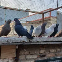 حیوانات خانگی