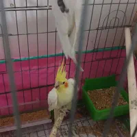 عروس هلندی جفت