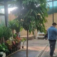 انواع گیاهان کینگ یوکا آمستر|گل و گیاه طبیعی|تهران, زیبادشت|دیوار