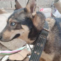 سگ هاسکی خانگی