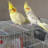 جفت عروس هلندی مولد