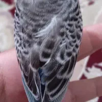مرغ عشق
