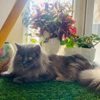 گربه نر اماده جفگیری|گربه|پردیس, فاز ۱۱|دیوار