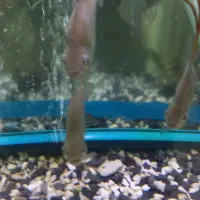 ماهی دالر|ماهی|خرم‌آباد, |دیوار