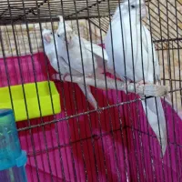 جفت عروس البینو با تخم و جوجه فوق مولد|پرنده|آبادان, |دیوار