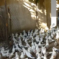 تعداد۸۰عدد کبوتر پشتدار