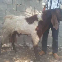 پازن