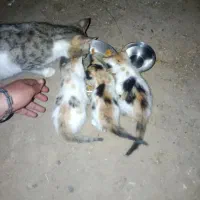 سه تا بچه گربه خوشگل سه رنگ زرد مشکی سفید