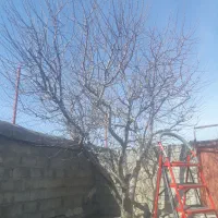 هرس کاری حرفه ای