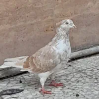 کبوتر|پرنده|رشت, جانبازان|دیوار