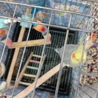 عروس هلندی|پرنده|ری, شهادت|دیوار