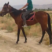 اسب عرب