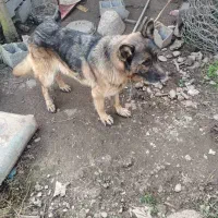 سگ ژرمن اصیل