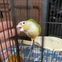 گرینچیک آناناسی|پرنده|چهاردانگه (تهران), |دیوار