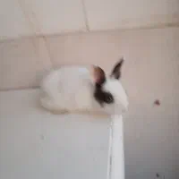 خرگوش زرنگ|موش و خرگوش|گلستان (تهران), |دیوار