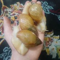 حلزون تراپی