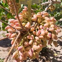 نهالستان گردو،بادام و پسته‌های دیرگل.  پالیز|خدمات باغبانی و درختکاری|مهاجران, |دیوار